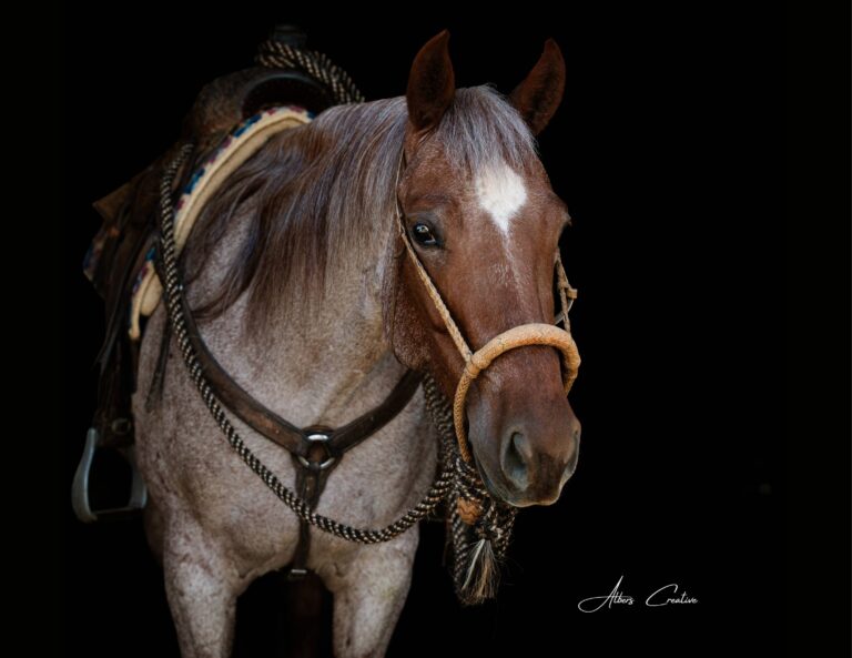 Equine Photography 768x593