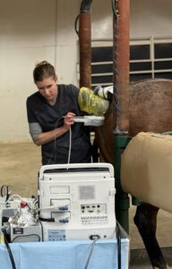 Dr. Steph White examining a mare