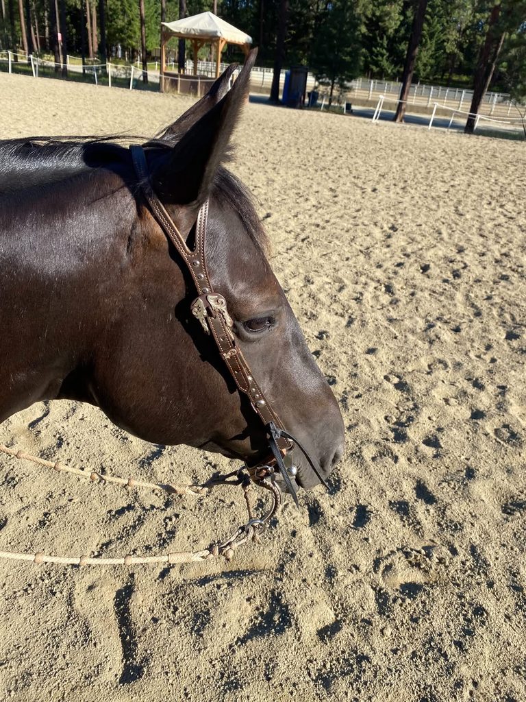 Close-up of a dark bay horse wearing a leather headstall with silver conchos, standing in a sandy show arena
