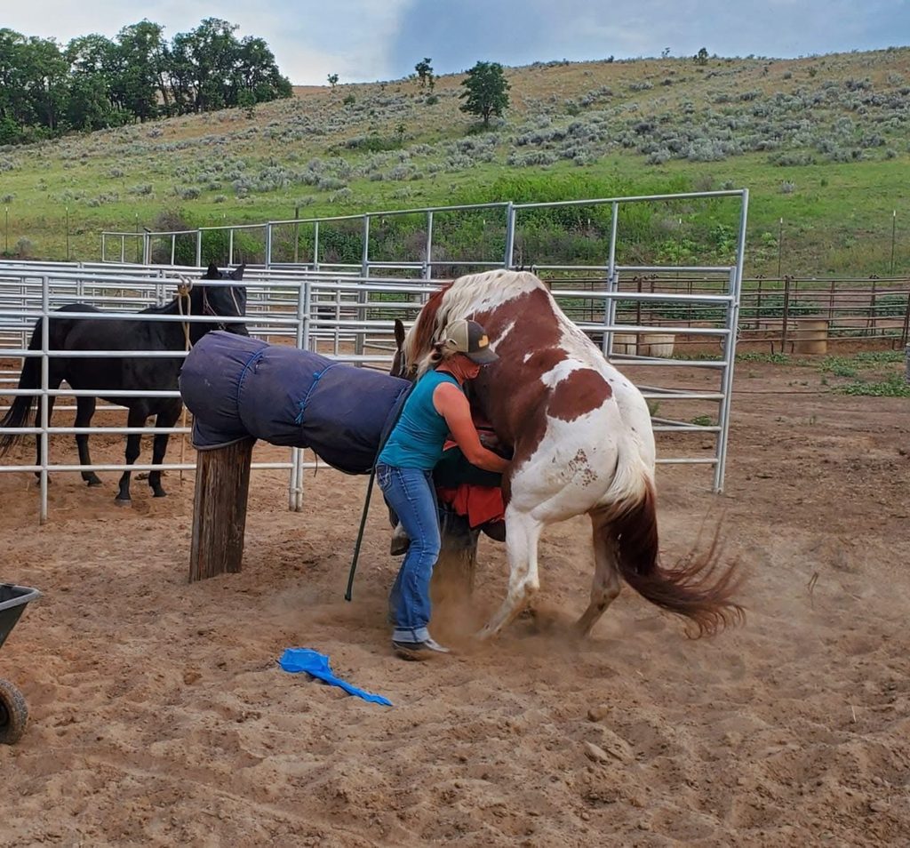 Jennifer Case collecting a paint stallion on a phantom mare in an outdoor pen
